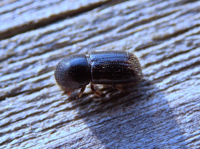 Scolytidae: Xyleborus dispar (cf.)